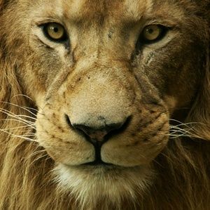 Meet your Posher, Moses